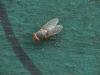 Prosopomyia pallida